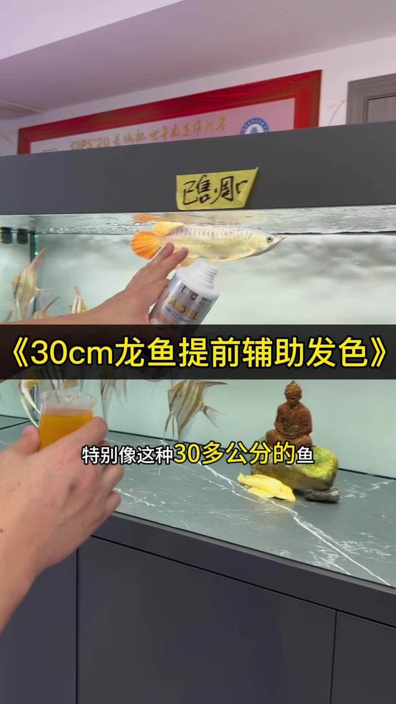 金龍魚發(fā)色需要什么條件才能漂亮
