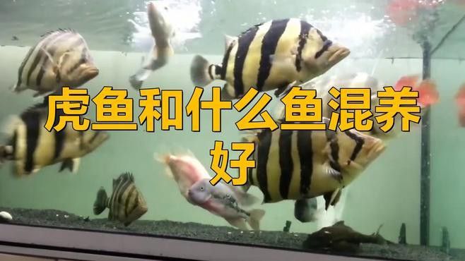 哪些工具魚適合與龍虎混養(yǎng)？