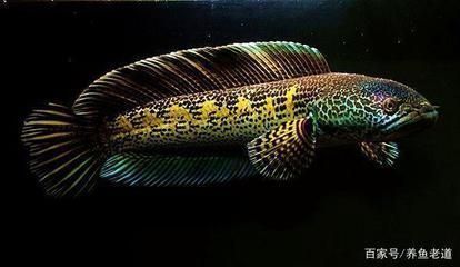 龍魚之間打架嗎：如何預防龍魚打架 龍魚之間打架嗎：如何預防龍魚打架 龍魚百科 第5張
