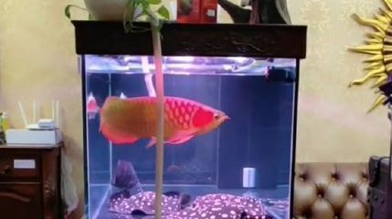 龍魚多少度要加溫水養：龍魚加溫棒選擇技巧 龍魚多少度要加溫水養：龍魚加溫棒選擇技巧 龍魚百科 第5張