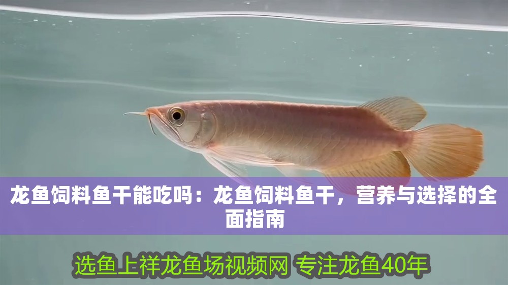 龍魚(yú)飼料魚(yú)干能吃嗎：龍魚(yú)飼料魚(yú)干，營(yíng)養(yǎng)與選擇的全面指南