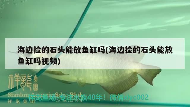 最好看金龍魚送財，金龍魚擺件與家居布局關系，