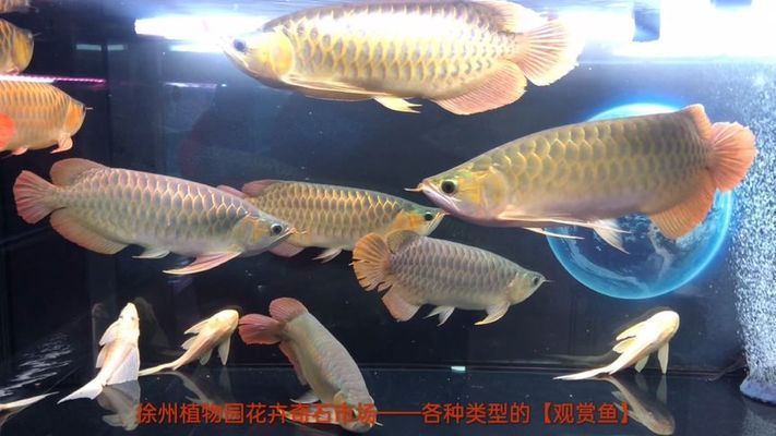 最好看金龍魚送財，金龍魚擺件與家居布局關系，