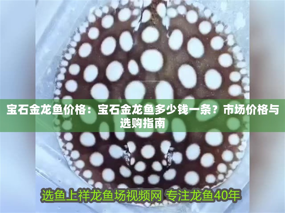 寶石金龍魚(yú)價(jià)格：寶石金龍魚(yú)多少錢一條？市場(chǎng)價(jià)格與選購(gòu)指南
