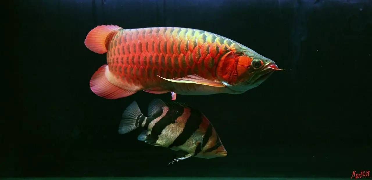 龍魚喂飼料好消化嗎怎么喂的呢：龍魚喂飼料是可以的，但應(yīng)注意選擇合適的食物和適量投喂