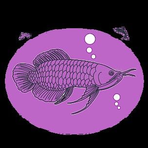 福龍龍魚圖片高清壁紙大全