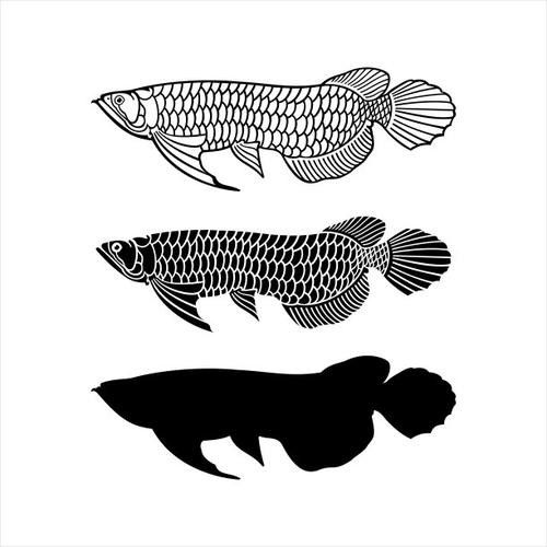 福龍龍魚圖片高清壁紙大全