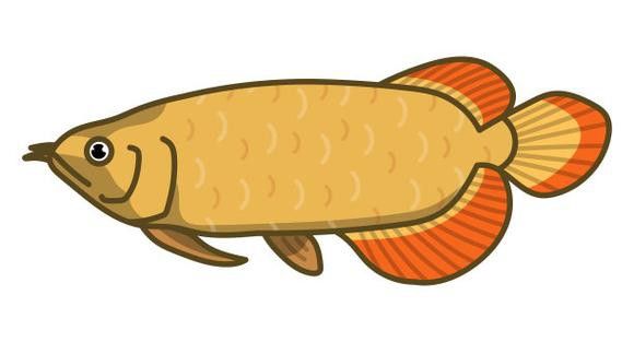 福龍龍魚圖片高清壁紙大全