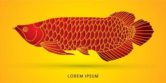 福龍龍魚圖片高清壁紙大全