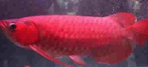 紅龍魚是什么東西做的：紅龍魚并不是某種食物或物品