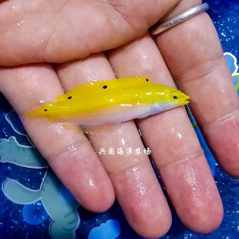 龍魚翻白了怎么辦：金龍魚翻白了怎么辦詳情金龍魚翻白的處理辦法 龍魚翻白了怎么辦：金龍魚翻白了怎么辦詳情金龍魚翻白的處理辦法 龍魚百科 第4張