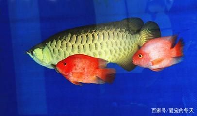 龍魚和龍魚混養(yǎng)好不好：龍魚和龍魚混養(yǎng)在理論上是可行的 龍魚和龍魚混養(yǎng)好不好：龍魚和龍魚混養(yǎng)在理論上是可行的 龍魚百科 第3張