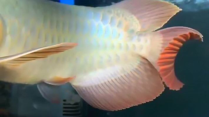 紅龍魚火焰尾好還是扇子尾好：火焰尾和扇子尾是兩種常見的尾型玩家表示更喜歡大蒲扇