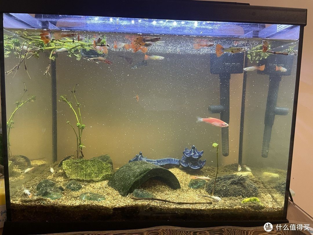 魚缸水泛綠怎么辦視頻，魚缸水泛綠怎么辦魚缸水綠的光照控制方法介紹 魚缸水泛綠怎么辦視頻，魚缸水泛綠怎么辦魚缸水綠的光照控制方法介紹 龍魚百科 第6張