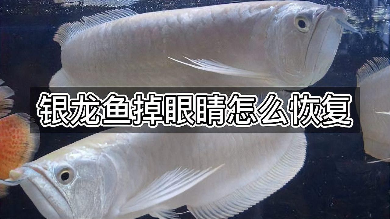 銀龍魚容易掉眼嗎為什么