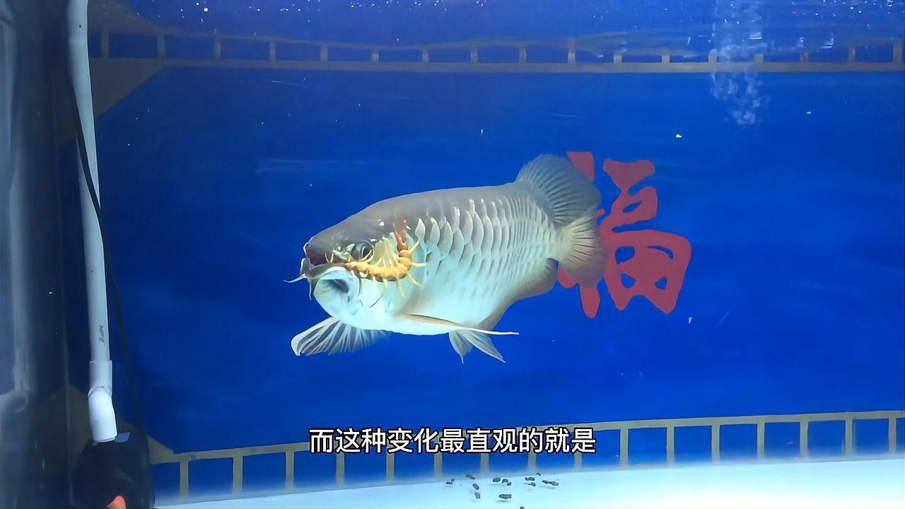 蜈蚣喂龍魚有哪些好處？ 蜈蚣喂龍魚有哪些好處？ 龍魚百科 第1張