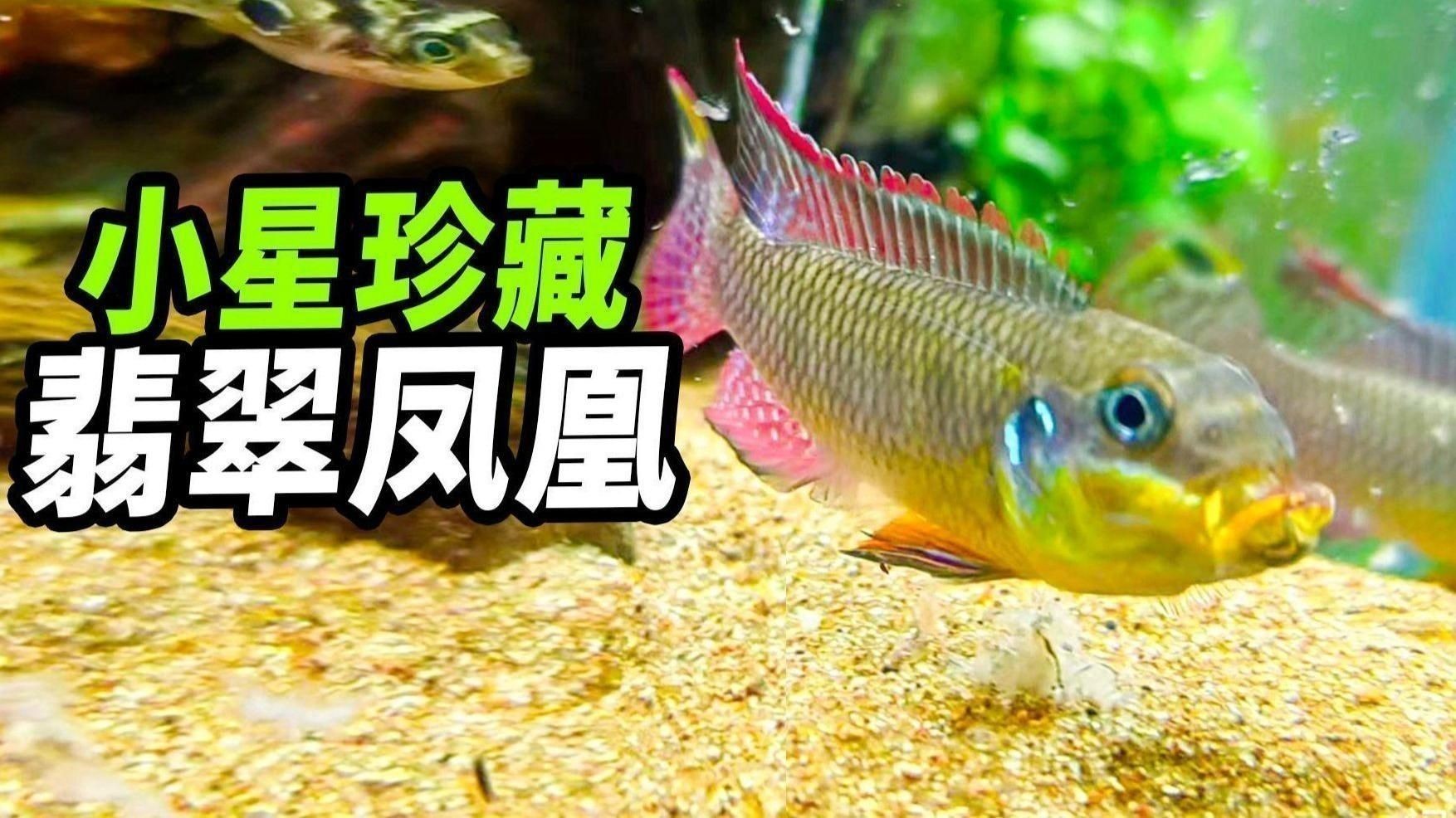 綠翡翠鳳凰魚(yú)
