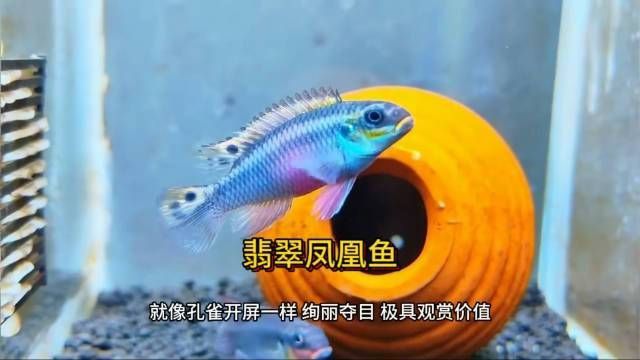 綠翡翠鳳凰魚(yú)