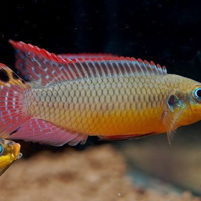 綠翡翠鳳凰魚