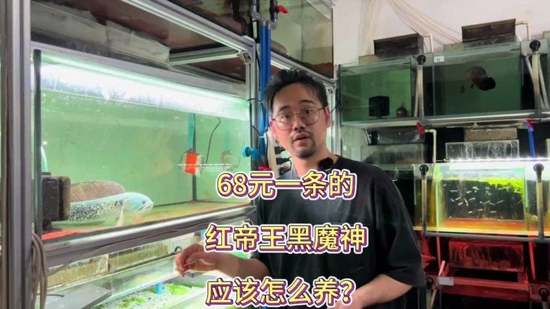 黑魔神雷龍魚要多大的魚缸養(yǎng)