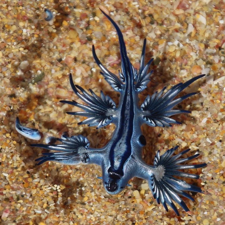 藍龍魚多少錢一只