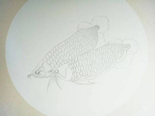 紅龍魚每天要喂多少食物合適（紅龍魚每天要喂多少食物合適呢）