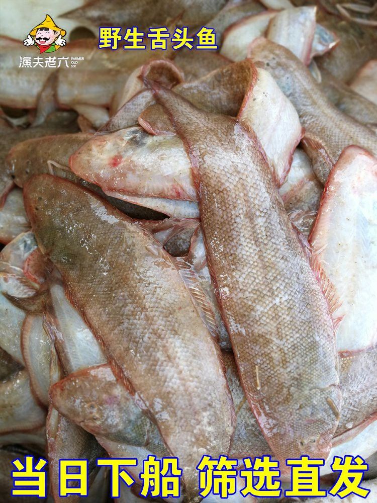 煙臺金龍魚舌體銷售怎么樣
