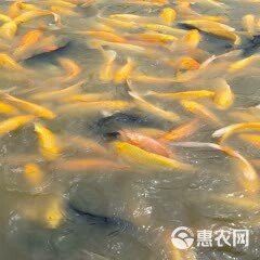 這兩種稀有龍鳳魚的價格是多少？