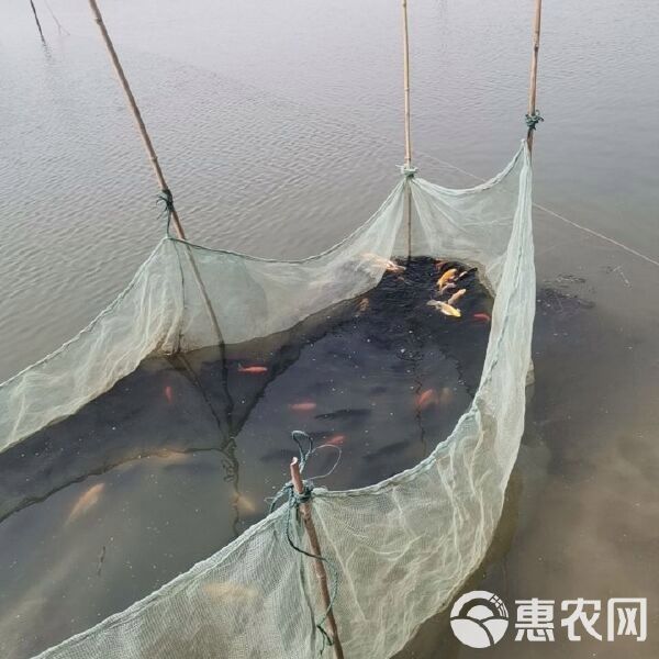 這兩種稀有龍鳳魚的價格是多少？