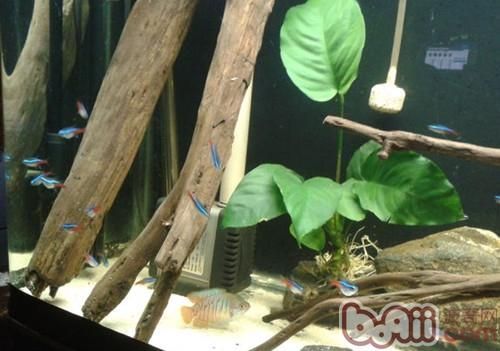 龍魚缸是否適合放沉木（龍魚缸是否適合放置沉木存在一些爭議以下是根據搜索結果得出的一些關鍵點） 龍魚缸是否適合放沉木（龍魚缸是否適合放置沉木存在一些爭議以下是根據搜索結果得出的一些關鍵點） 龍魚百科 第4張