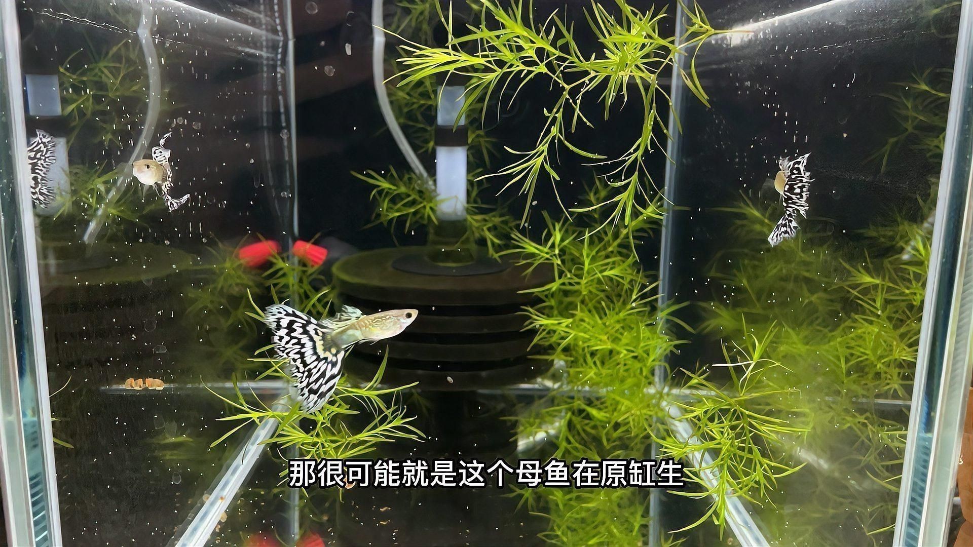 如何判斷魚是否感染爛尾病？ 如何判斷魚是否感染爛尾病？ 龍魚百科 第2張