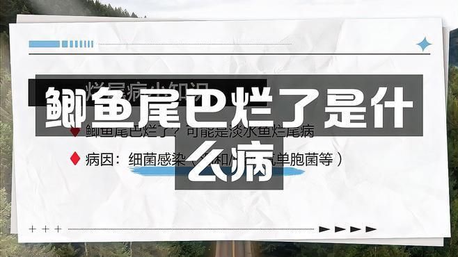 如何判斷魚是否感染爛尾病？ 如何判斷魚是否感染爛尾病？ 龍魚百科 第6張