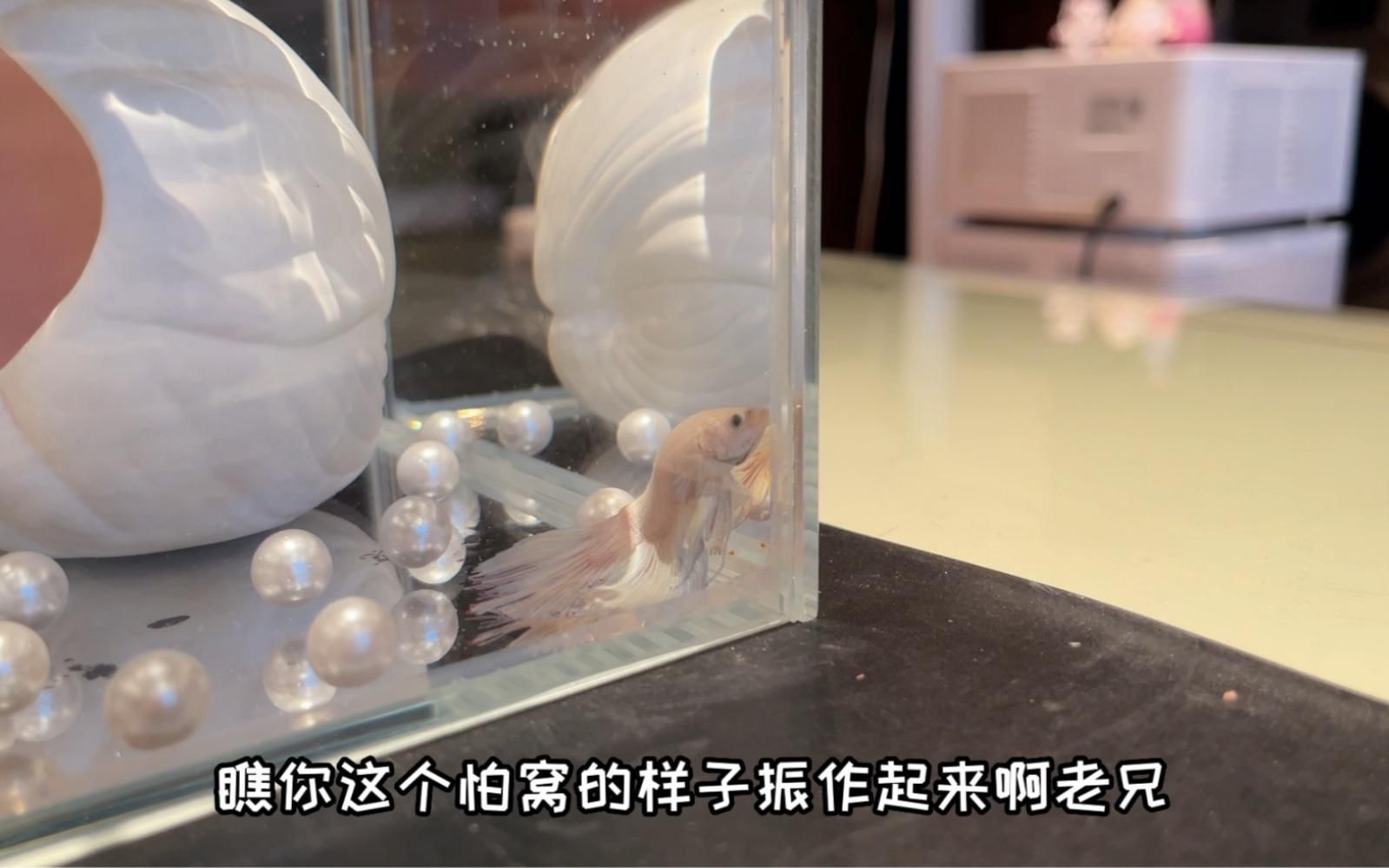 如何判斷魚是否感染爛尾病？ 如何判斷魚是否感染爛尾病？ 龍魚百科 第8張