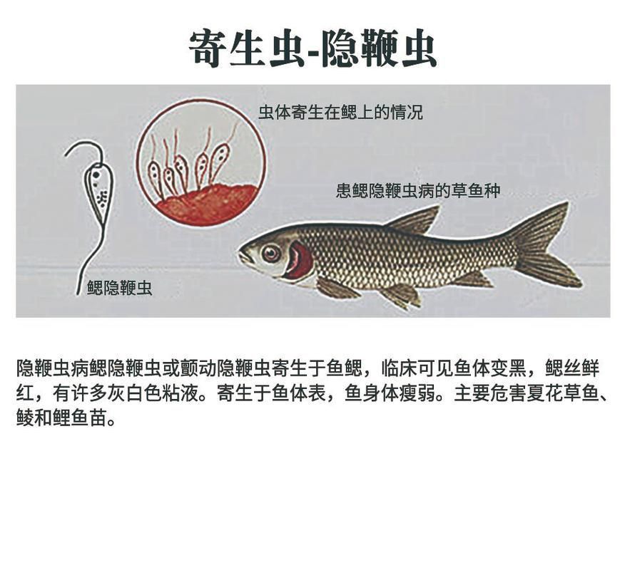 魚身上寄生蟲圖片