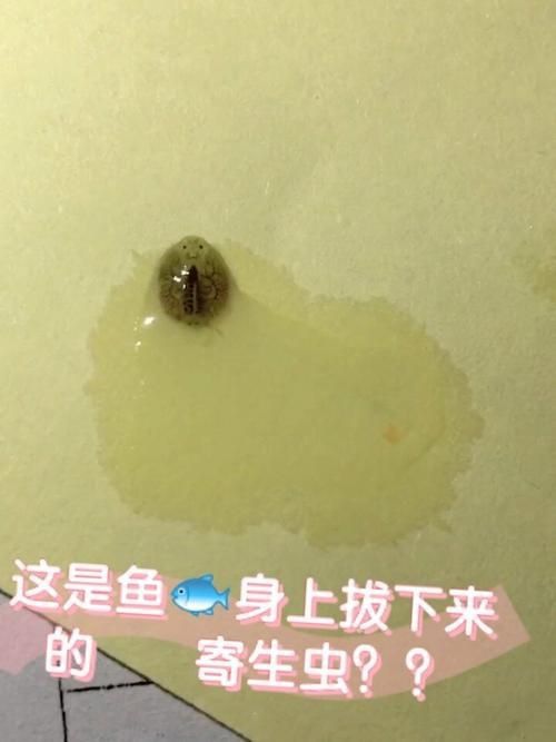 魚身上寄生蟲圖片