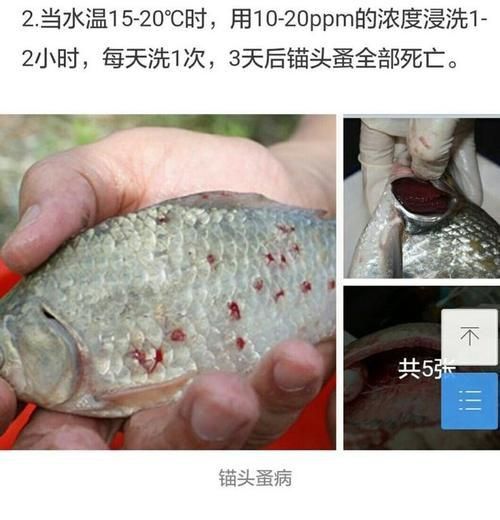 魚身上寄生蟲圖片