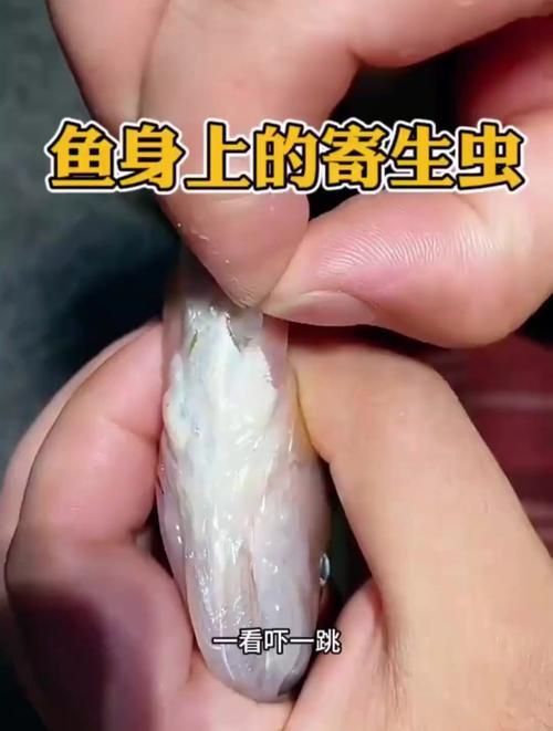 魚身上寄生蟲圖片