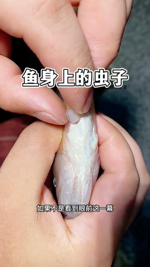 魚身上寄生蟲圖片