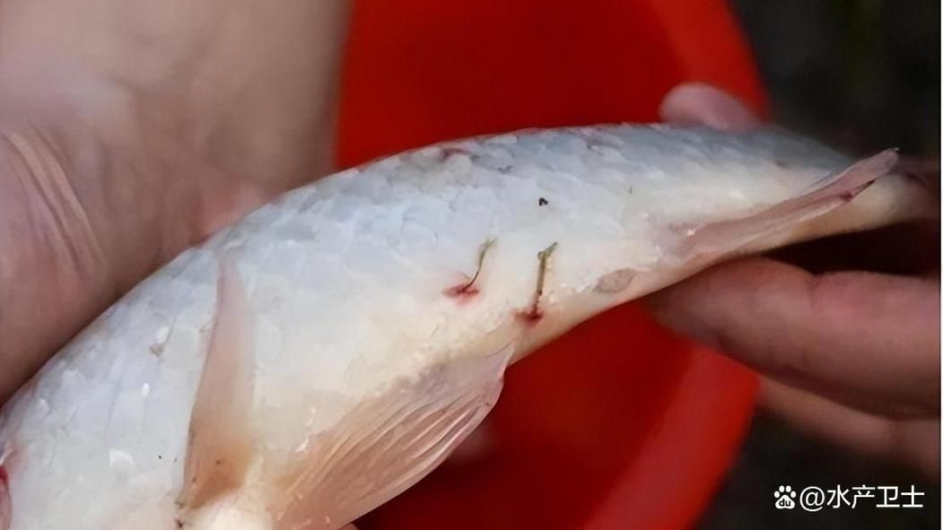 魚身上寄生蟲圖片