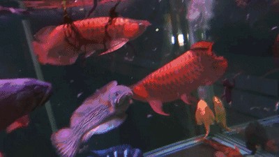 喜歡龍魚的老孫叫什么：喜歡龍魚的老孫叫什么名字