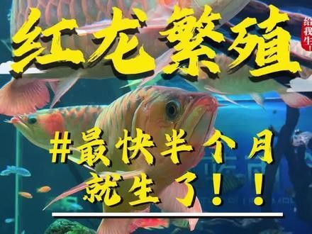 紅龍魚跟金龍魚哪個(gè)好