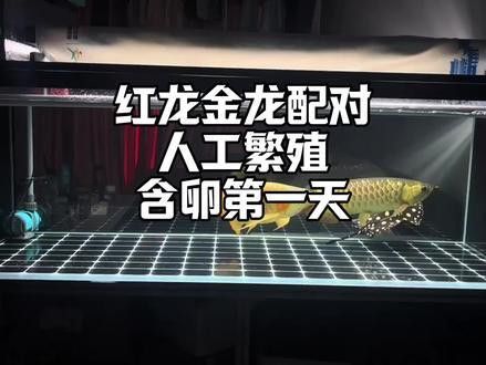 紅龍魚跟金龍魚哪個好