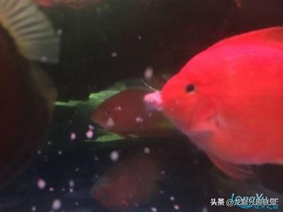 龍魚吃清道夫的消化情況（龍魚吃了清道夫后能消化清道夫嗎，龍魚吃清道夫最好不要一起養(yǎng)）