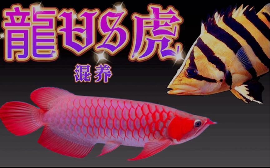 哪些魚種適合與紅龍魚混養？