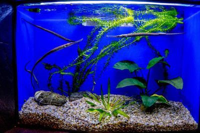 龍魚魚缸背景圖魚子醬：龍魚魚缸背景圖的設計技巧 龍魚魚缸背景圖魚子醬：龍魚魚缸背景圖的設計技巧 龍魚百科 第4張