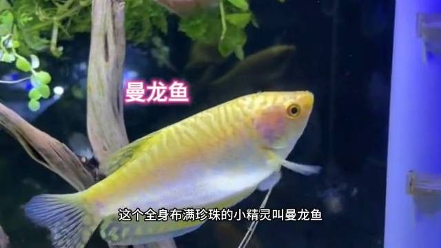 曼龍魚和銀龍魚哪個更漂亮？