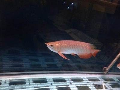 金龍魚35厘米表現(xiàn)什么樣（35厘米的金龍魚有多少年）