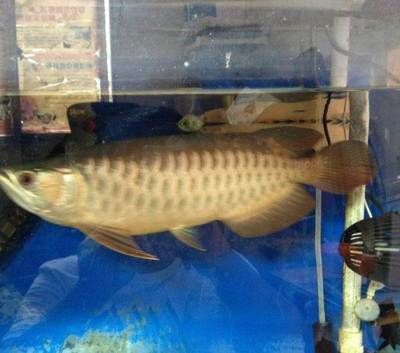 金龍魚35厘米表現(xiàn)什么樣（35厘米的金龍魚有多少年）