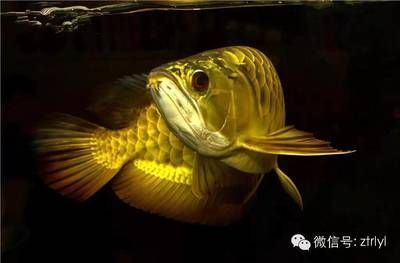 印尼和馬來西亞龍魚一樣嗎:印尼和馬來西亞都是龍魚的重要產地,但在學術界,龍魚的命名嚴謹 龍魚百科 第2張 印尼和馬來西亞龍魚一樣嗎:印尼和馬來西亞都是龍魚的重要產地,但在學術界,龍魚的命名嚴謹 印尼和馬來西亞龍魚一樣嗎:印尼和馬來西亞都是龍魚的重要產地,但在學術界,龍魚的命名嚴謹 龍魚百科 第2張