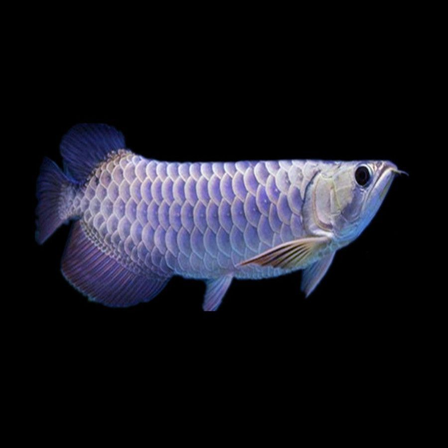 龍魚怎么分辨高背和過背的區(qū)別（龍魚的高背與過背的區(qū)別）